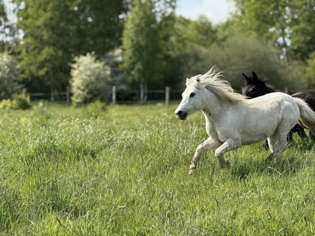 Przeganianie Przemkowski Rezerwat 2