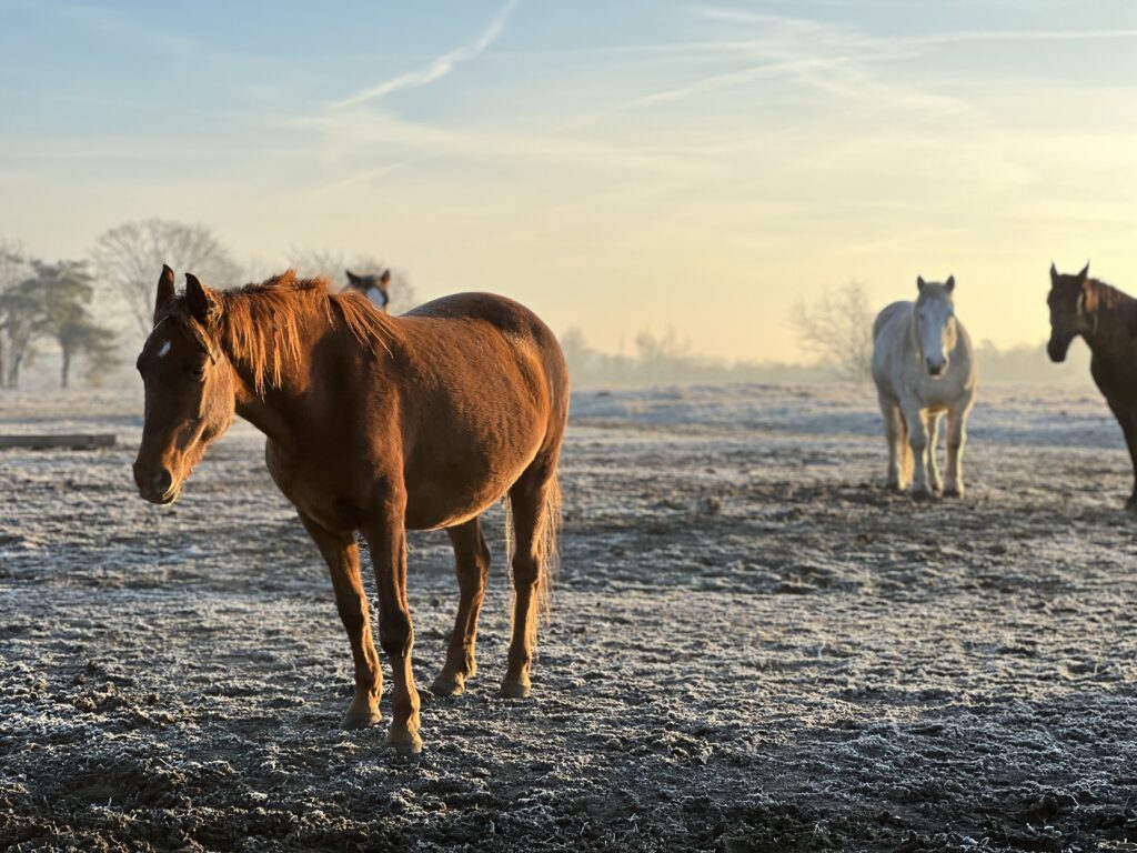 Rezerwat zima