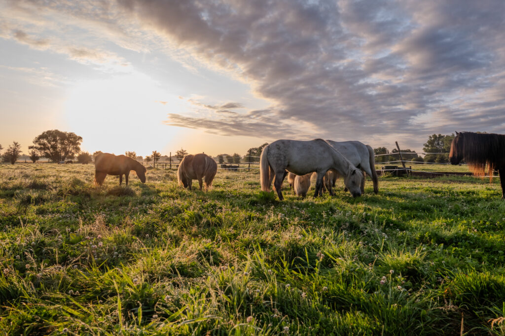 Przemowski Zlota Godzina 029